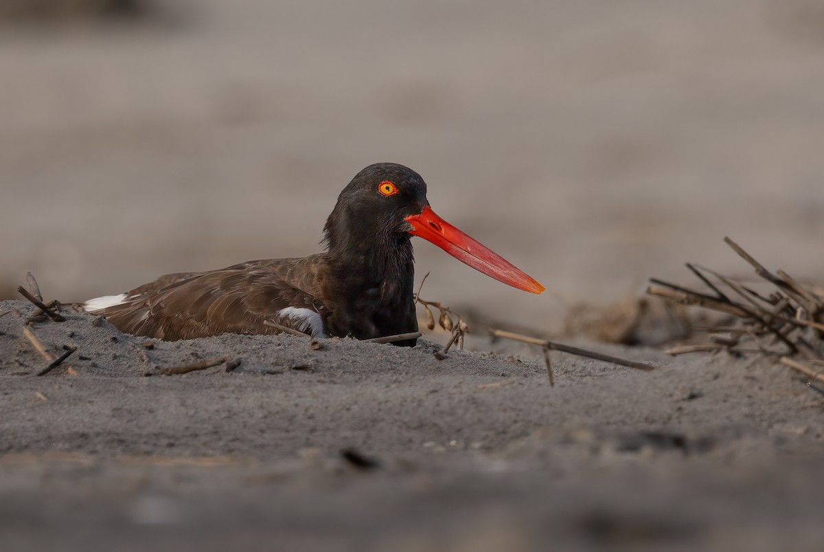 ústřičník americký - ML640581231