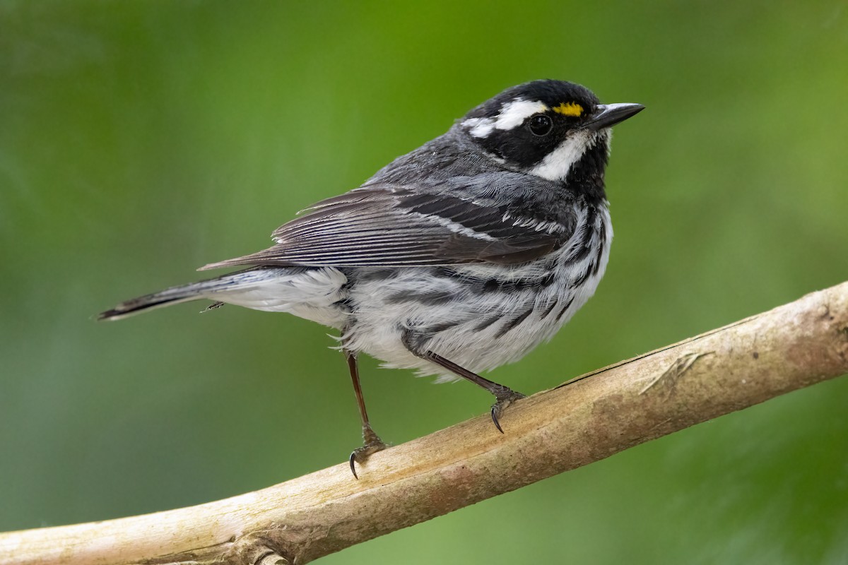 Black-throated Gray Warbler - ML640581255