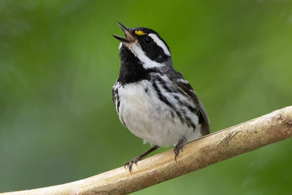 Black-throated Gray Warbler - ML640581256