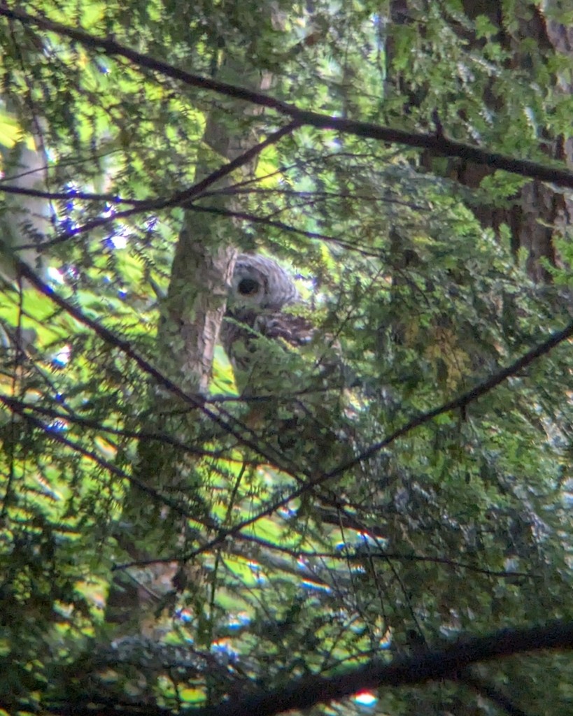 Barred Owl - ML640581356
