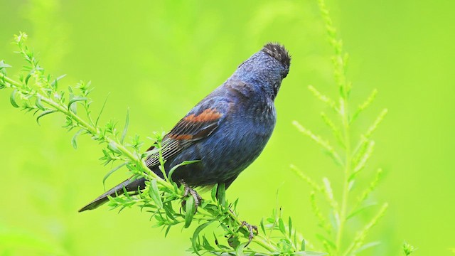 Blue Grosbeak - ML640581365