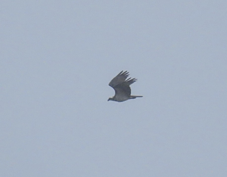 fiskeørn (carolinensis) - ML640581367