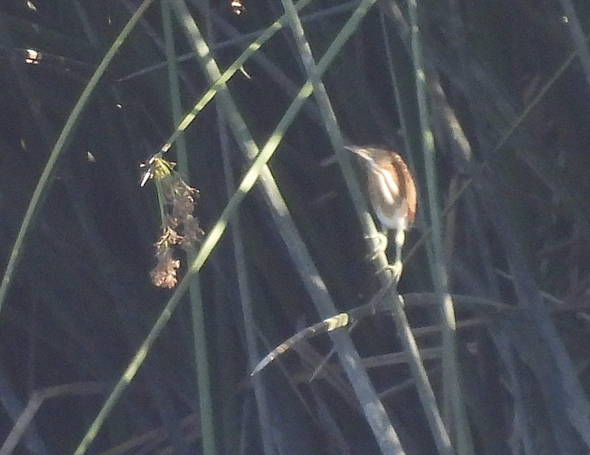 Least Bittern - ML640581450