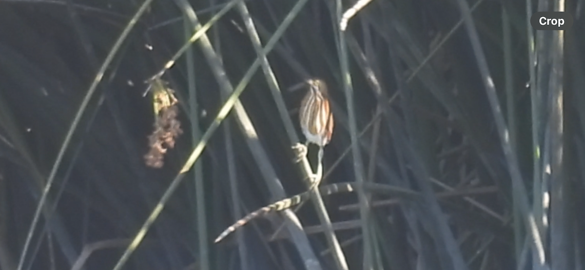 Least Bittern - ML640581451