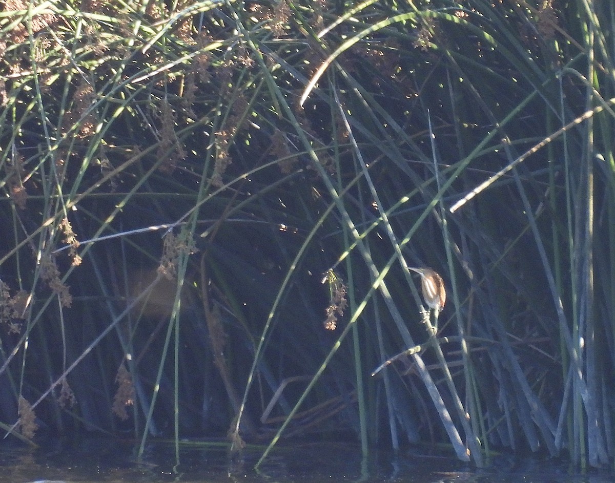 Least Bittern - ML640581452