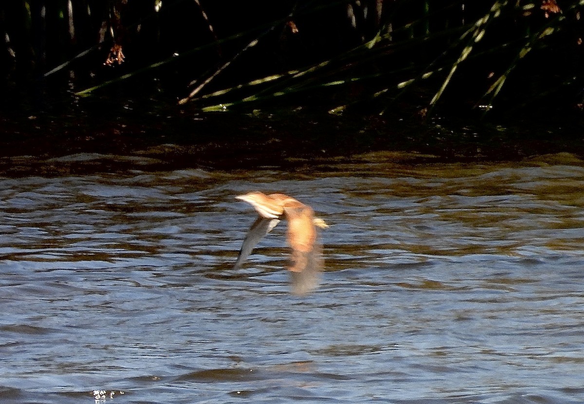 Least Bittern - ML640581453