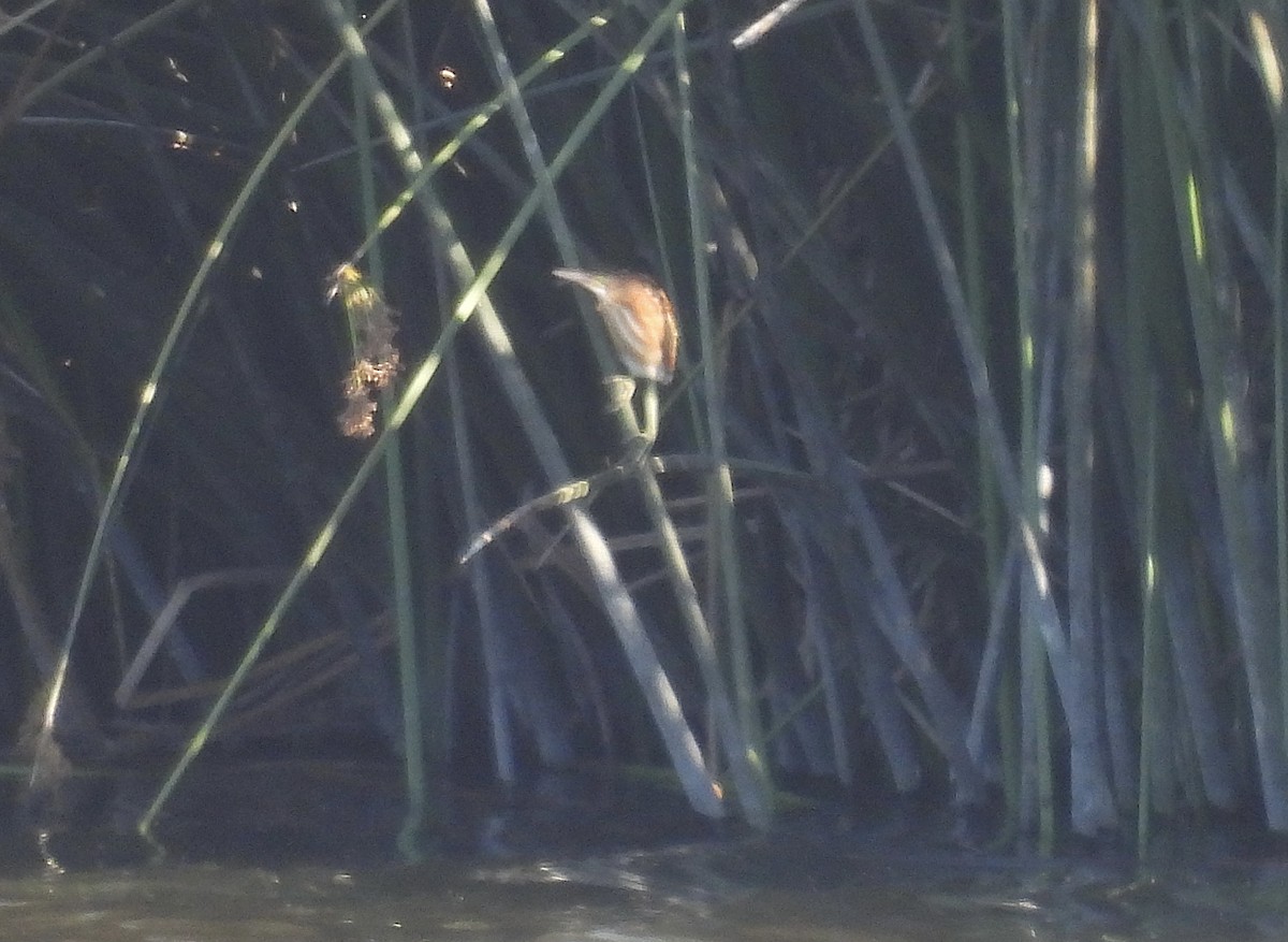 Least Bittern - ML640581454