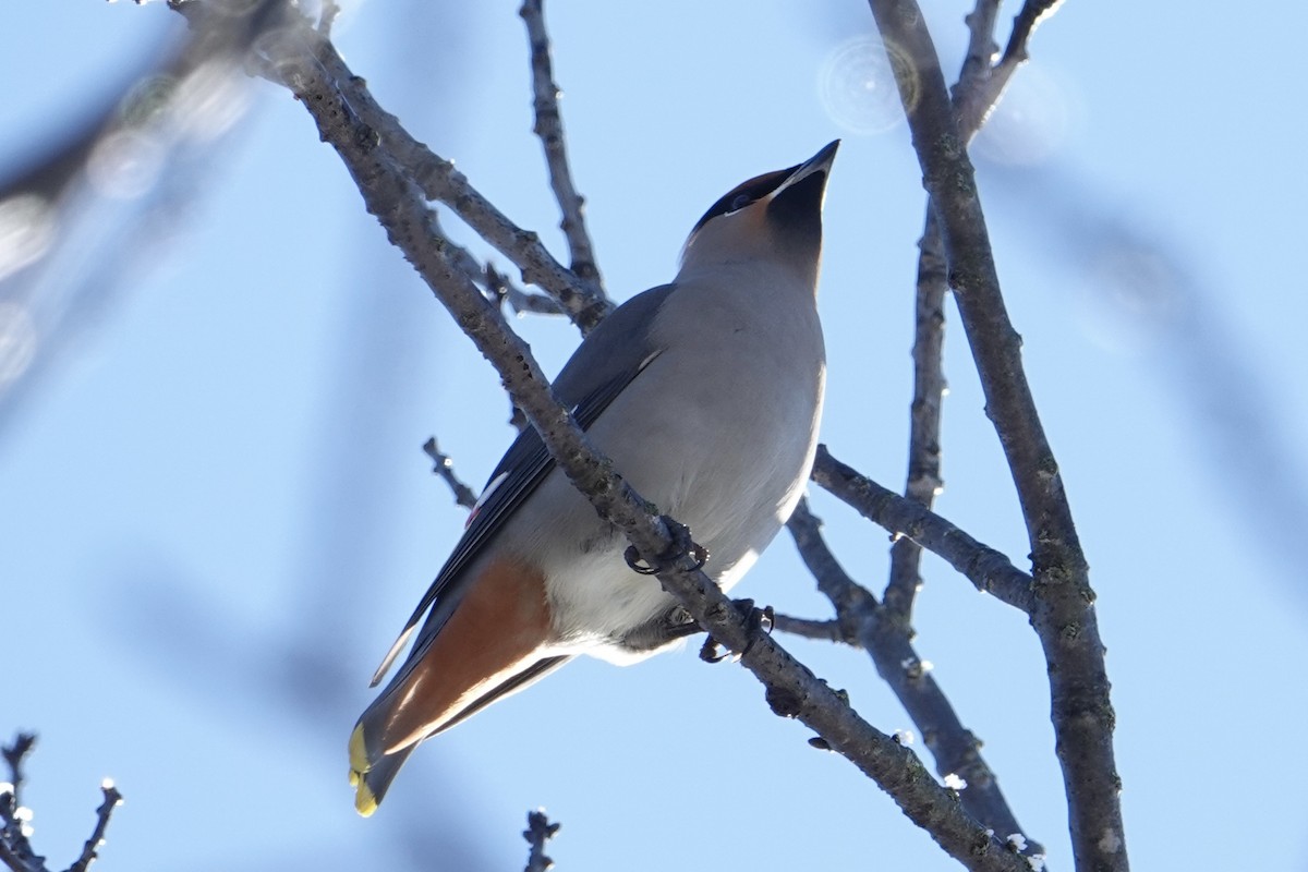 Bohemian Waxwing - ML640581509