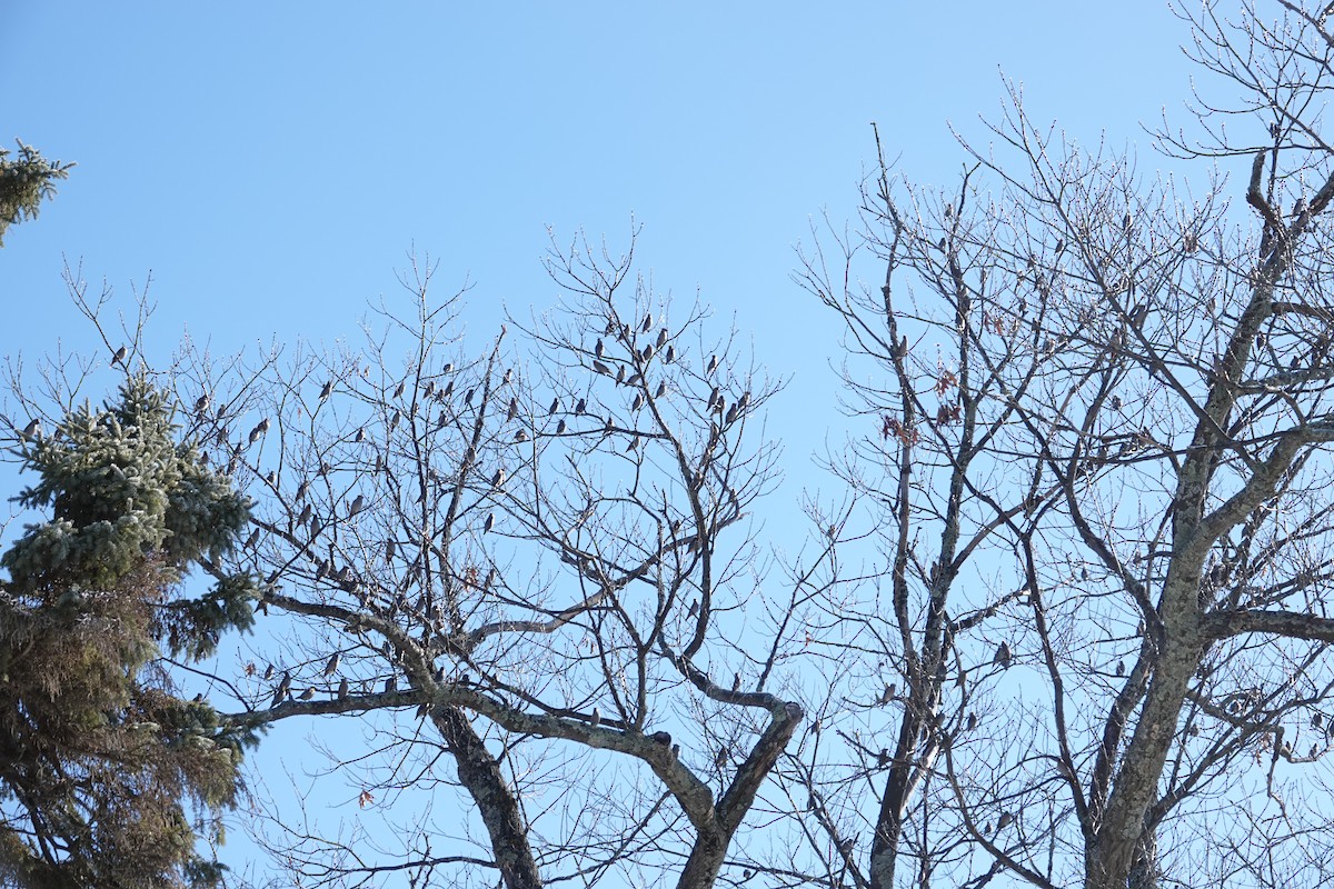 Bohemian Waxwing - ML640581510