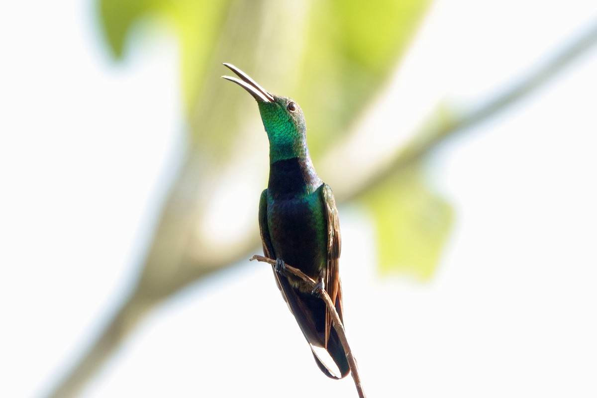 grønnstrupemango - ML640581529