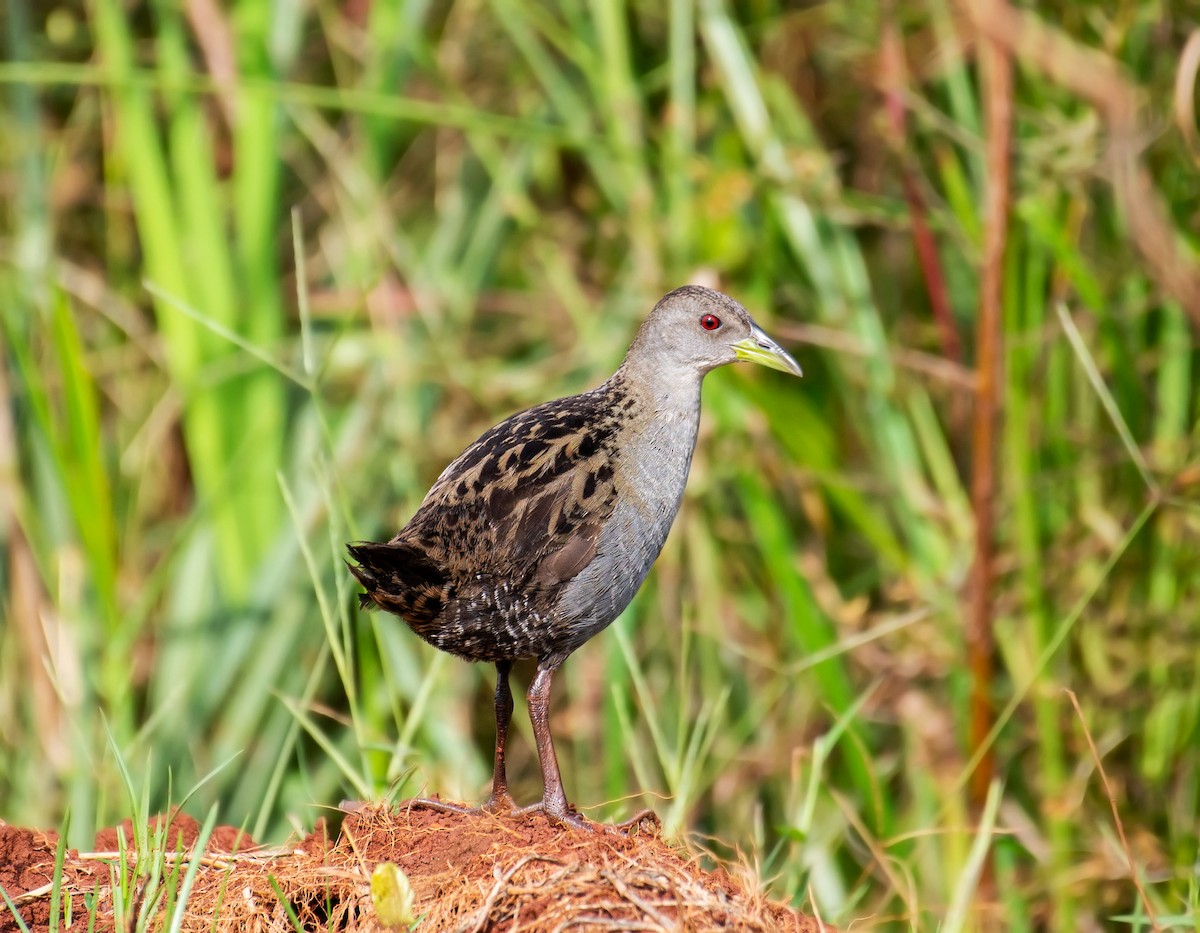 Ash-throated Crake - ML640581559