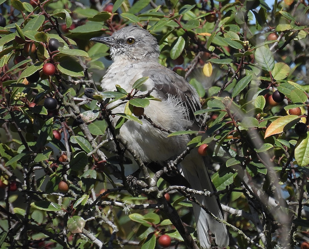 Northern Mockingbird - ML640581560