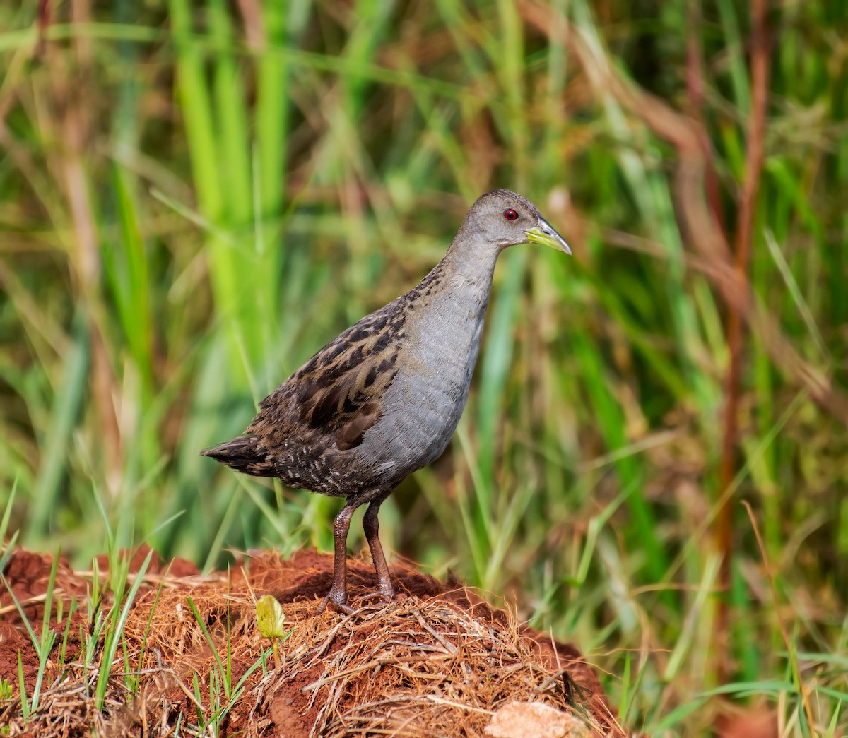 Ash-throated Crake - ML640581564