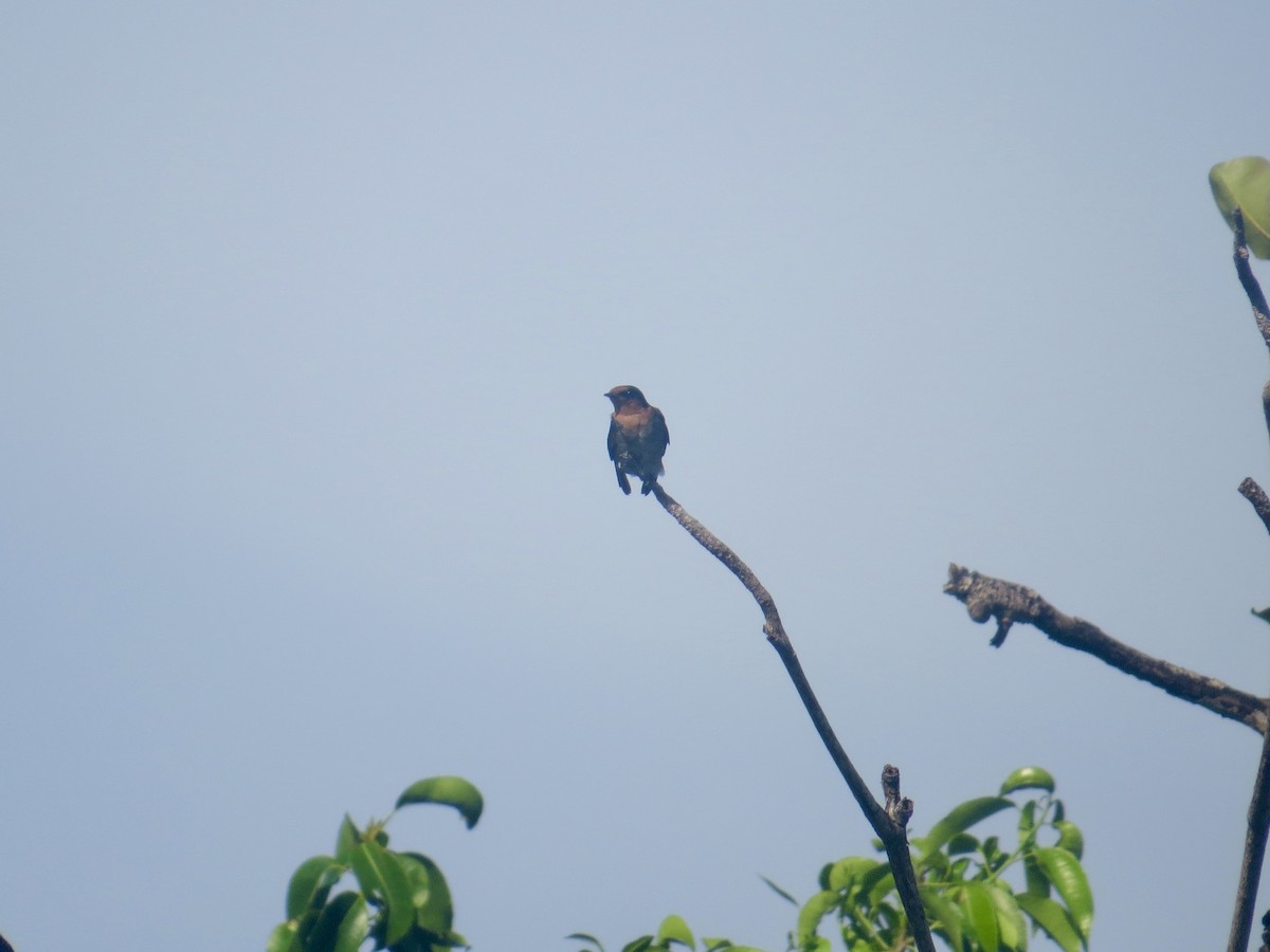 Pacific Swallow - James Leone