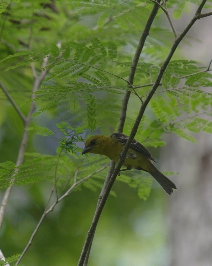 White-winged Tanager - ML640581576