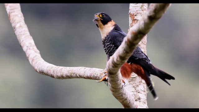 Bat Falcon - ML640581578