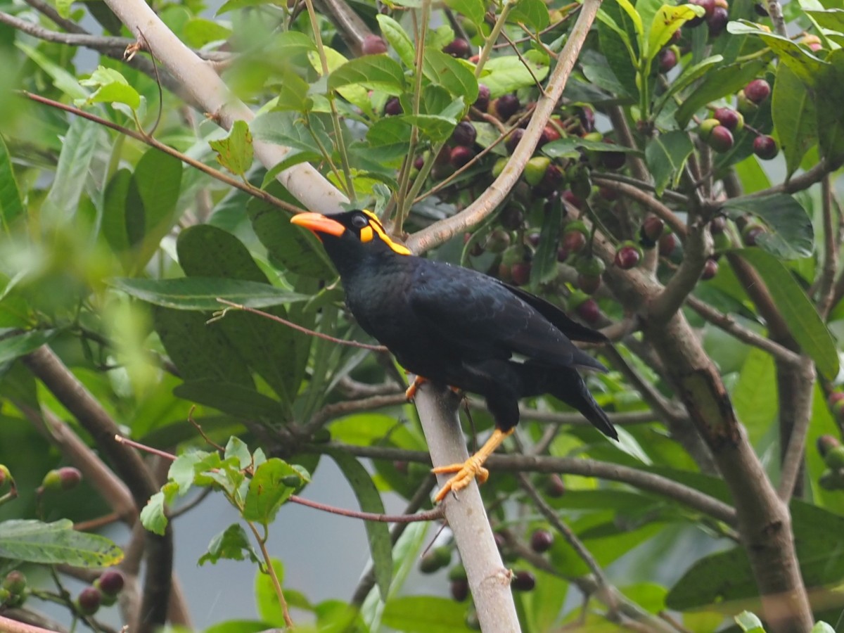Southern Hill Myna - ML640581648