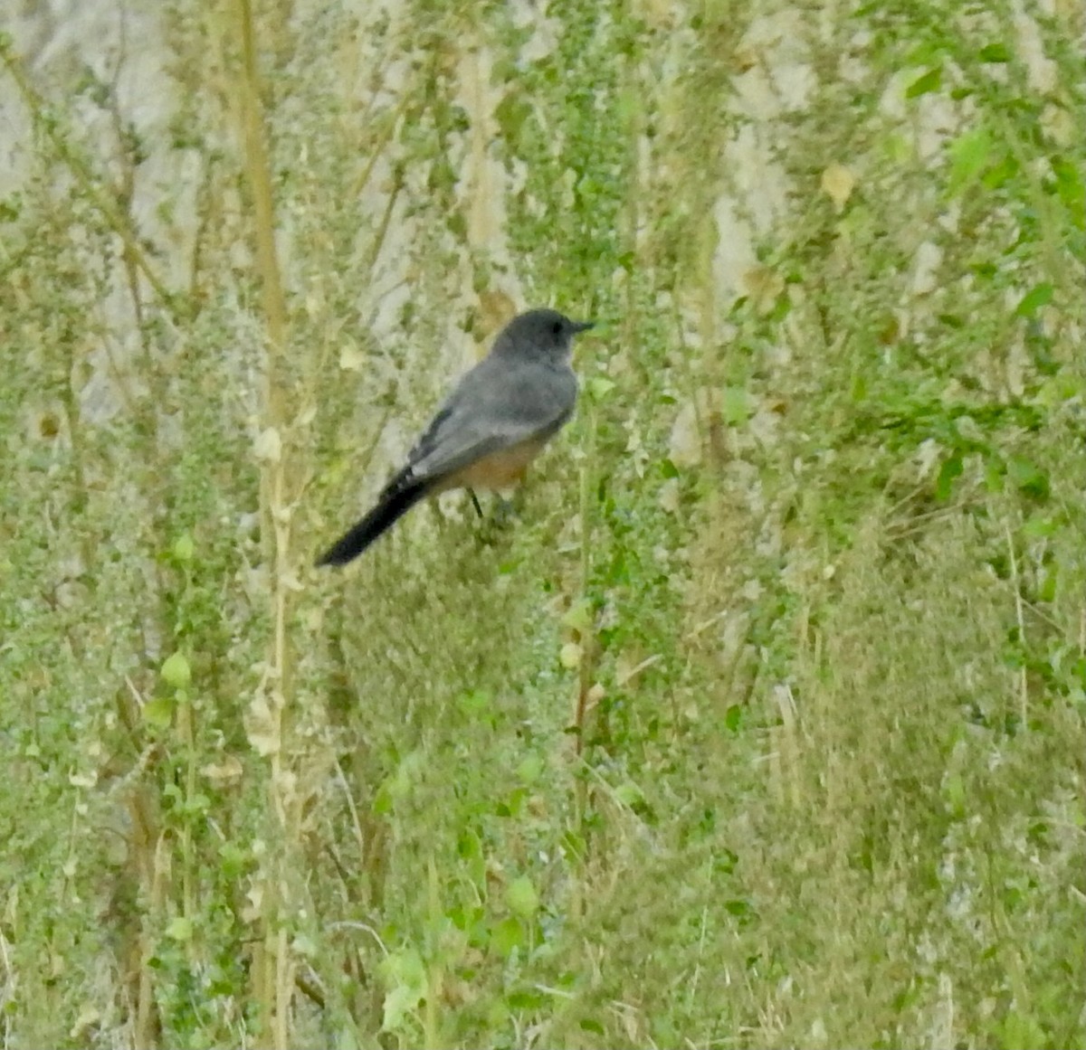 Mosquero Llanero - ML640581681