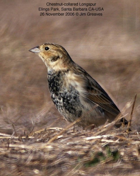 アカエリツメナガホオジロ - ML640581684