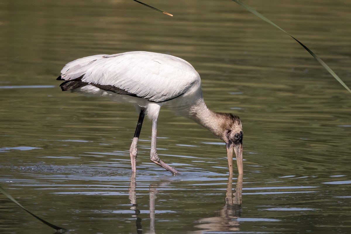 Wood Stork - ML640581725