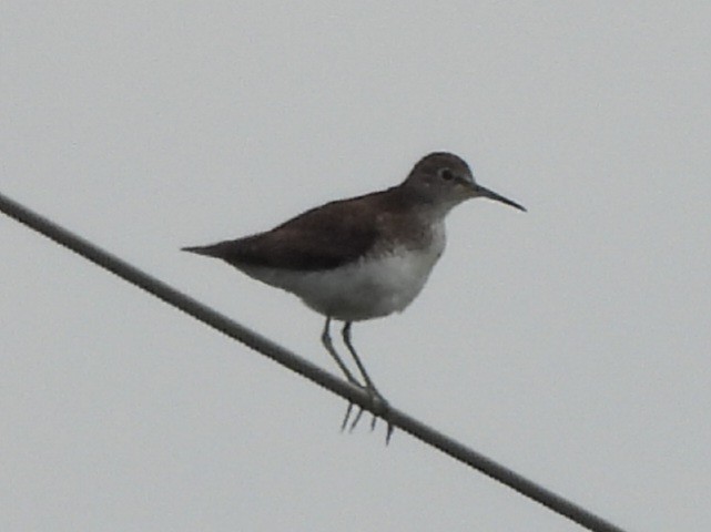 Solitary Sandpiper - ML640581770