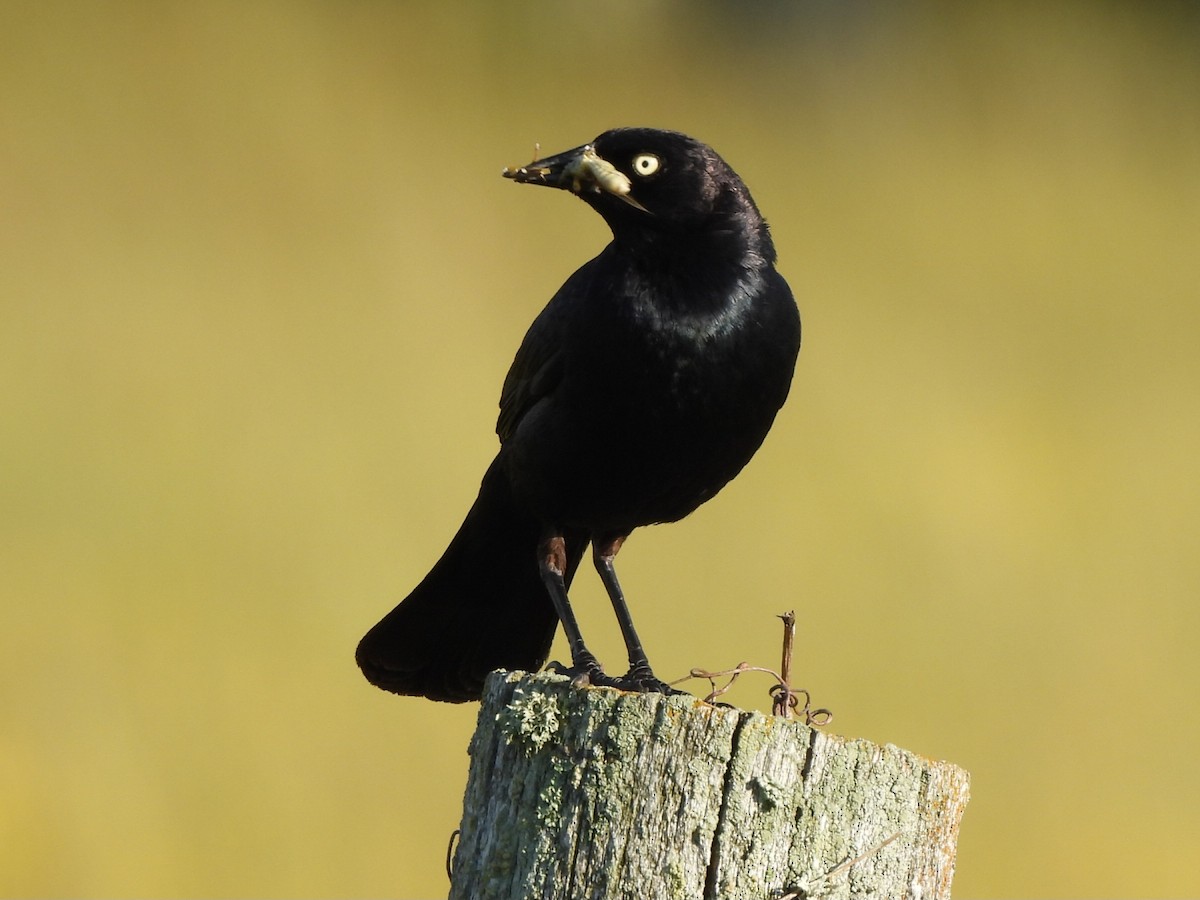Brewer's Blackbird - ML640581777