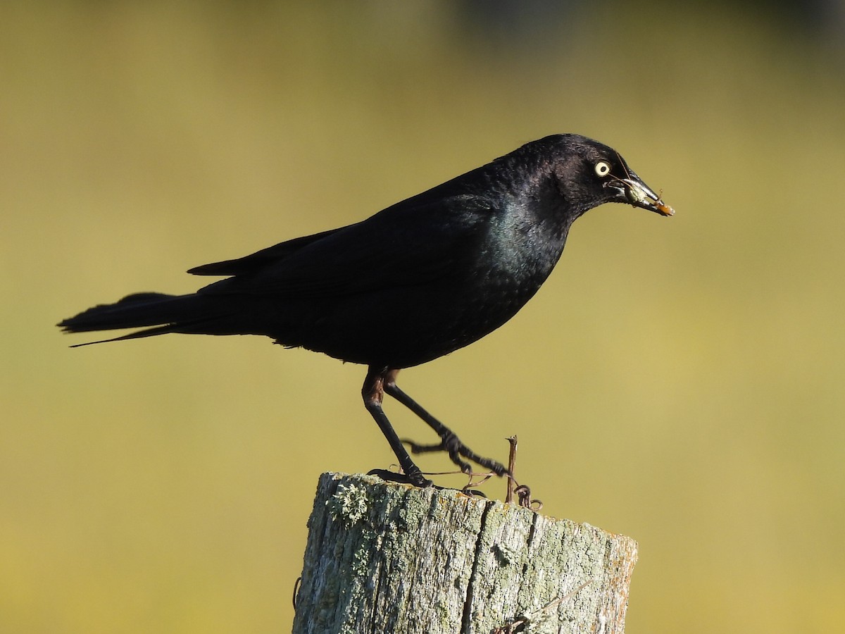 Brewer's Blackbird - ML640581779