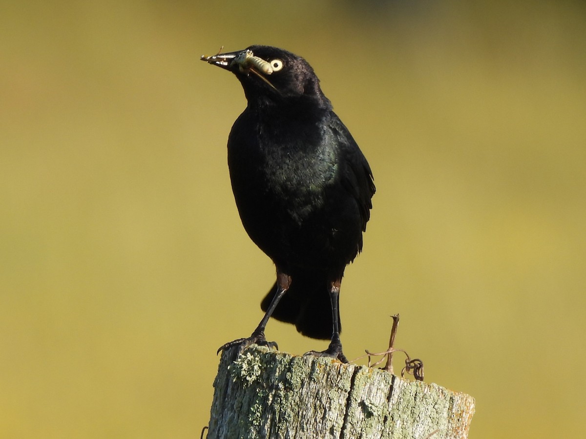 Brewer's Blackbird - ML640581780