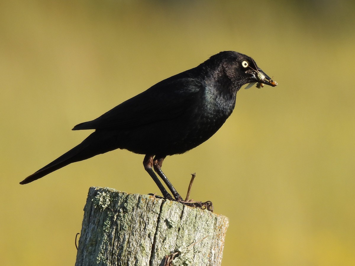 Brewer's Blackbird - ML640581781
