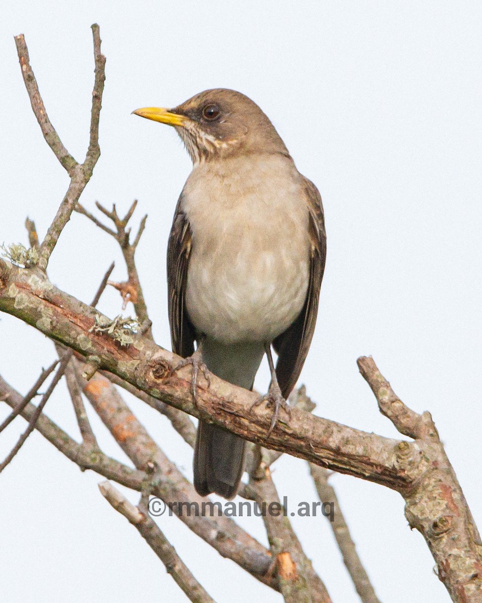 Creamy-bellied Thrush - ML640581877