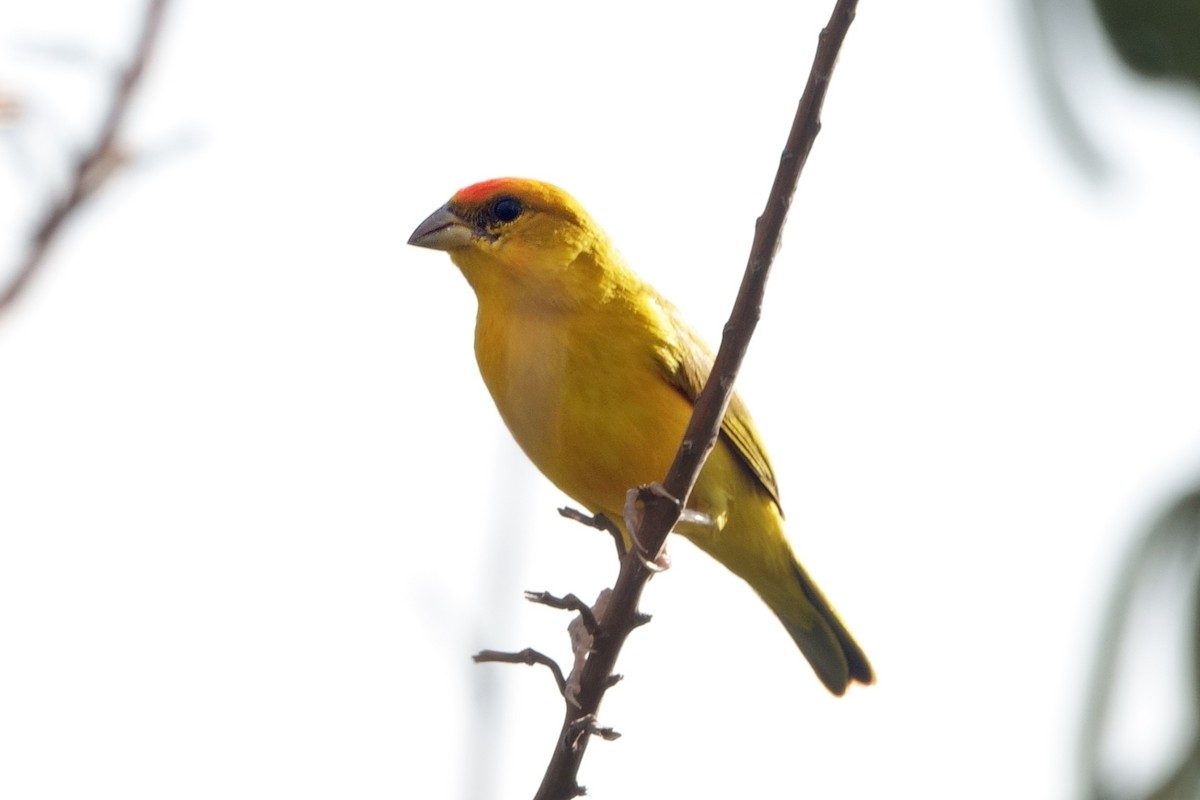 Orange-fronted Yellow-Finch - ML640581885