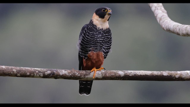 Bat Falcon - ML640581918