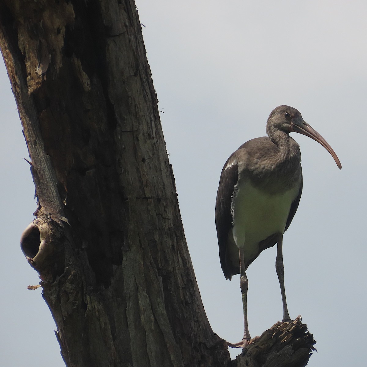 White Ibis - ML640581951