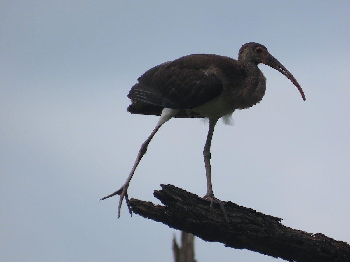 White Ibis - ML640581962