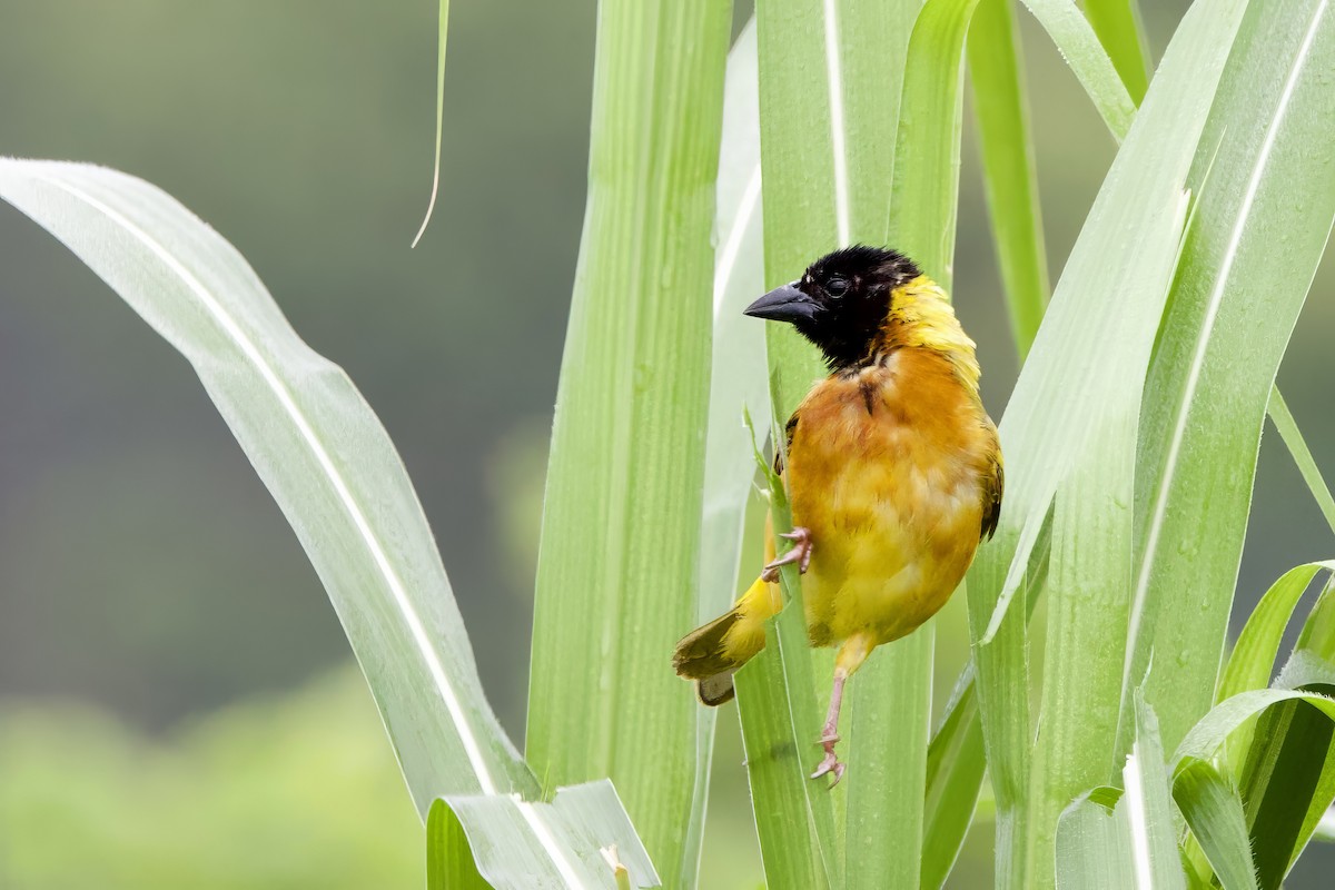 Black-headed Weaver - ML640581977