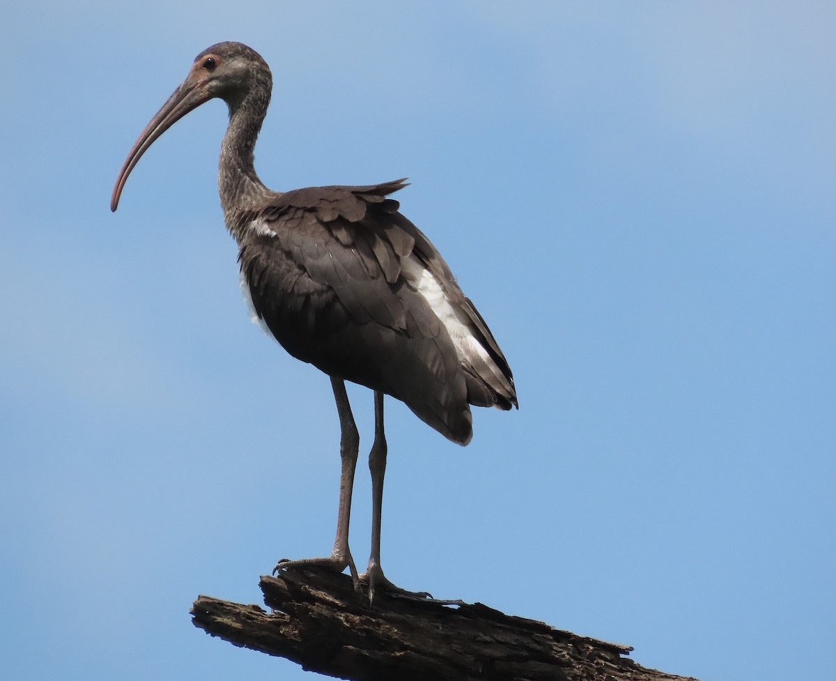 White Ibis - ML640581978