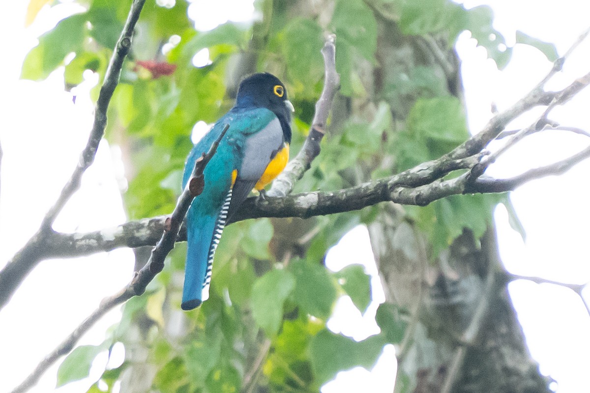 Gartered Trogon - ML640581984