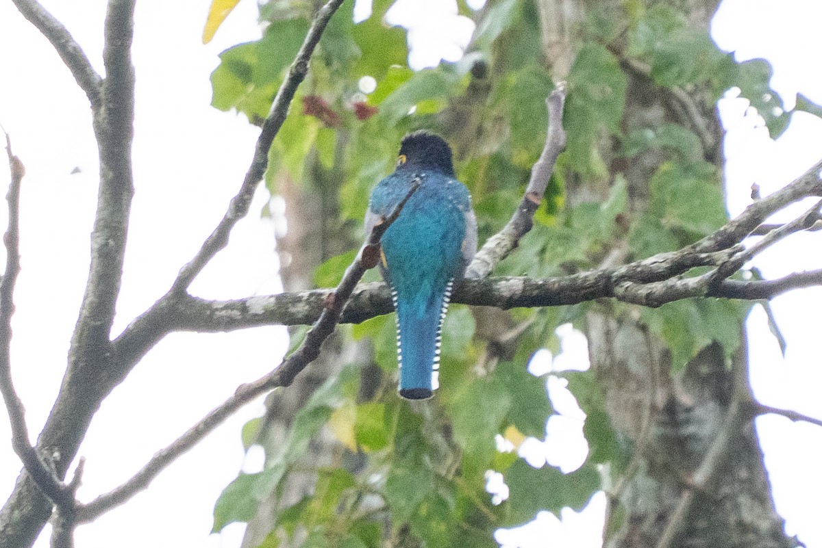 Gartered Trogon - ML640581985
