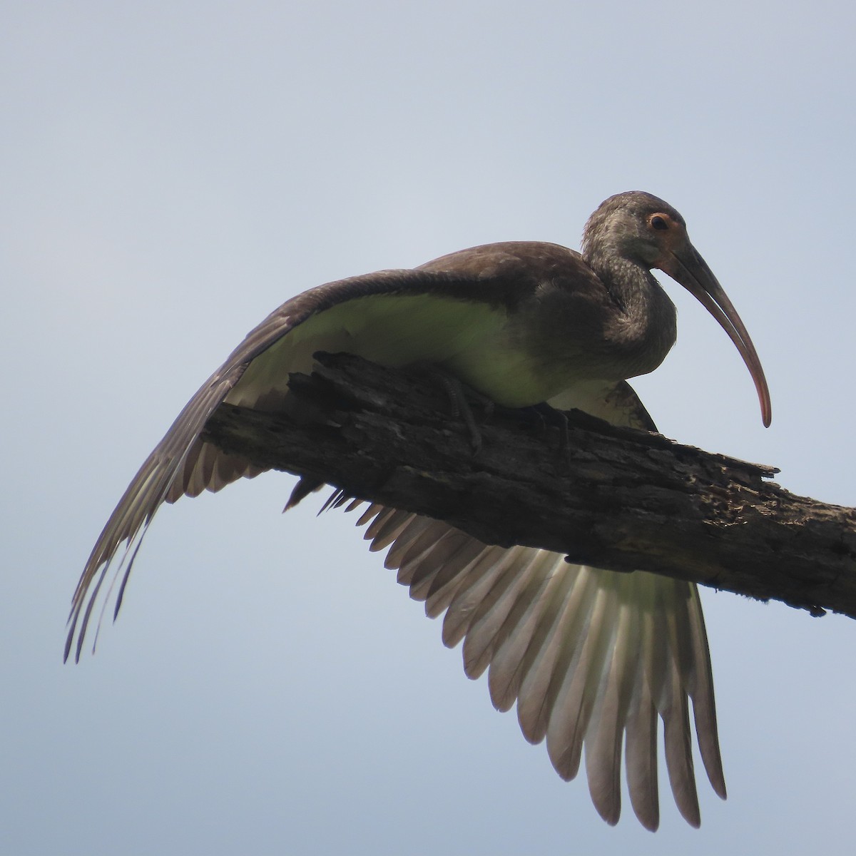 White Ibis - ML640581986