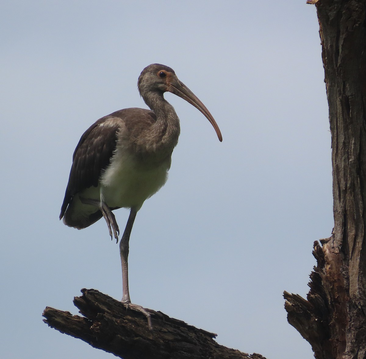 White Ibis - ML640581988