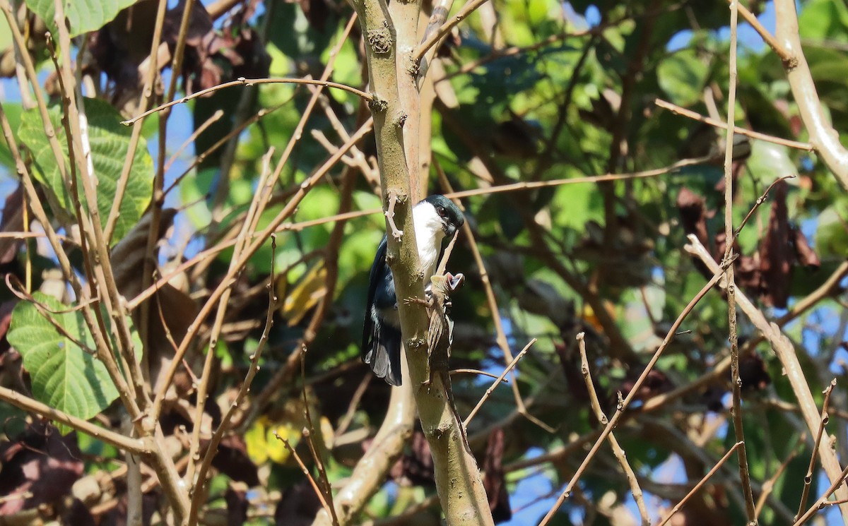 Philippine Falconet - ML640582052