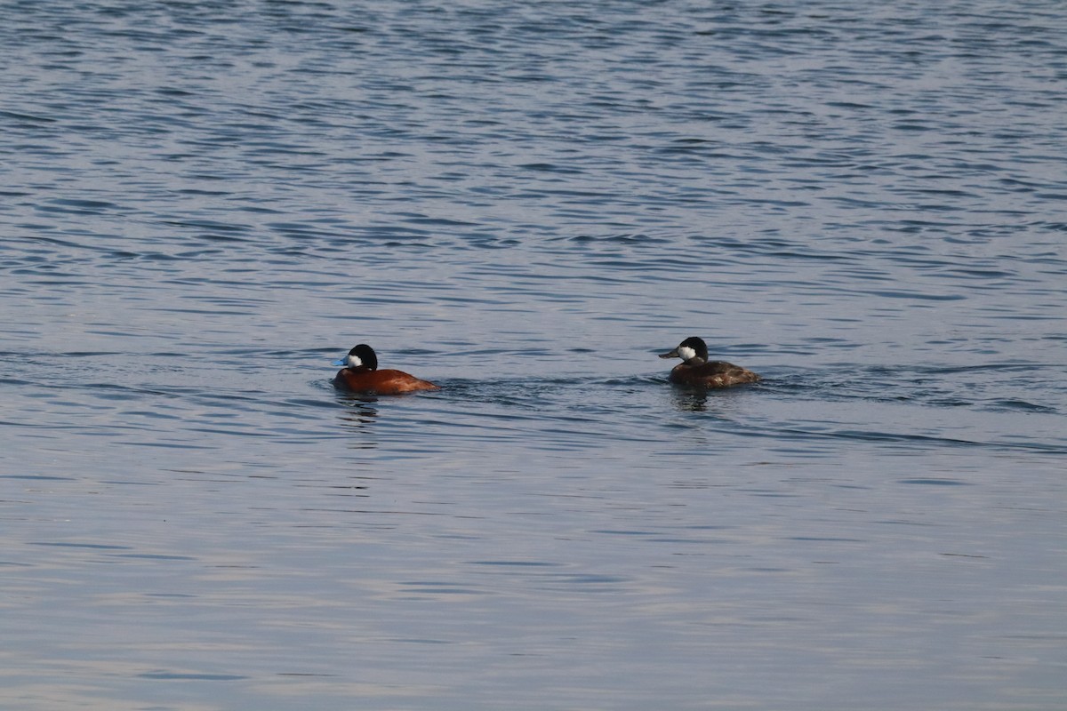 Ruddy Duck - ML640582092