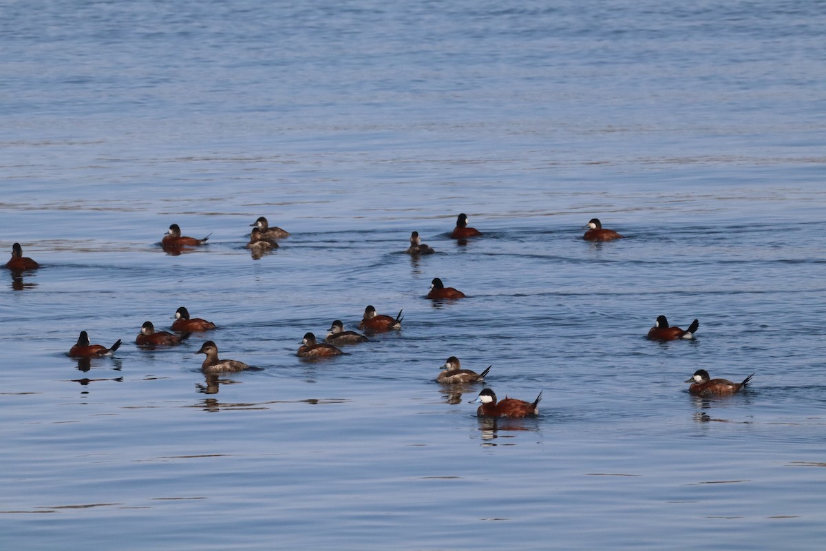 Ruddy Duck - ML640582096
