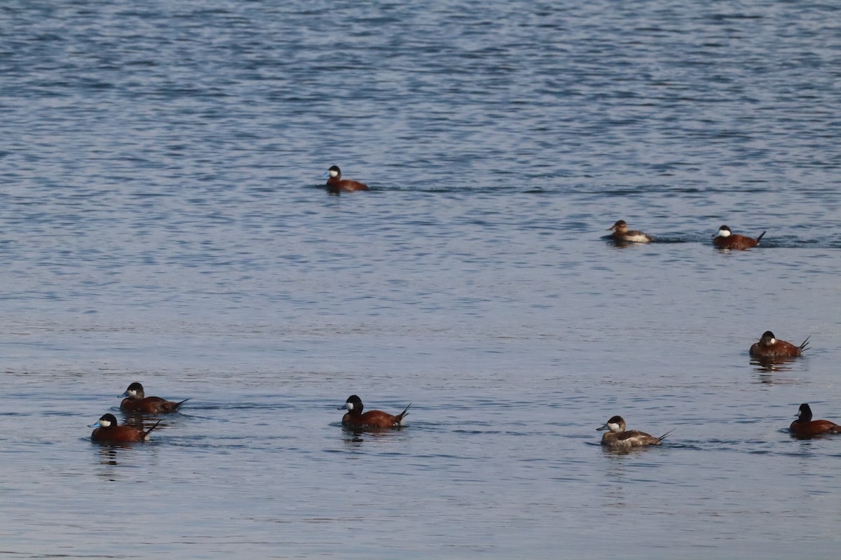 Ruddy Duck - ML640582097