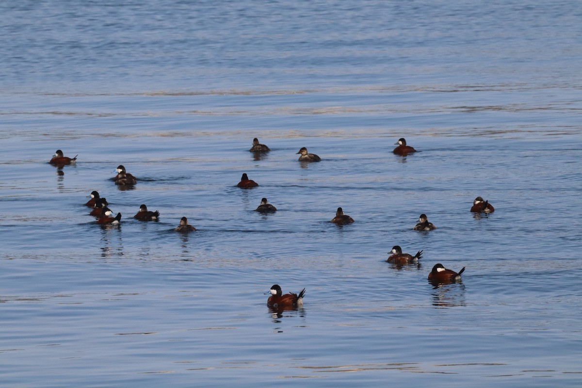 Ruddy Duck - ML640582098