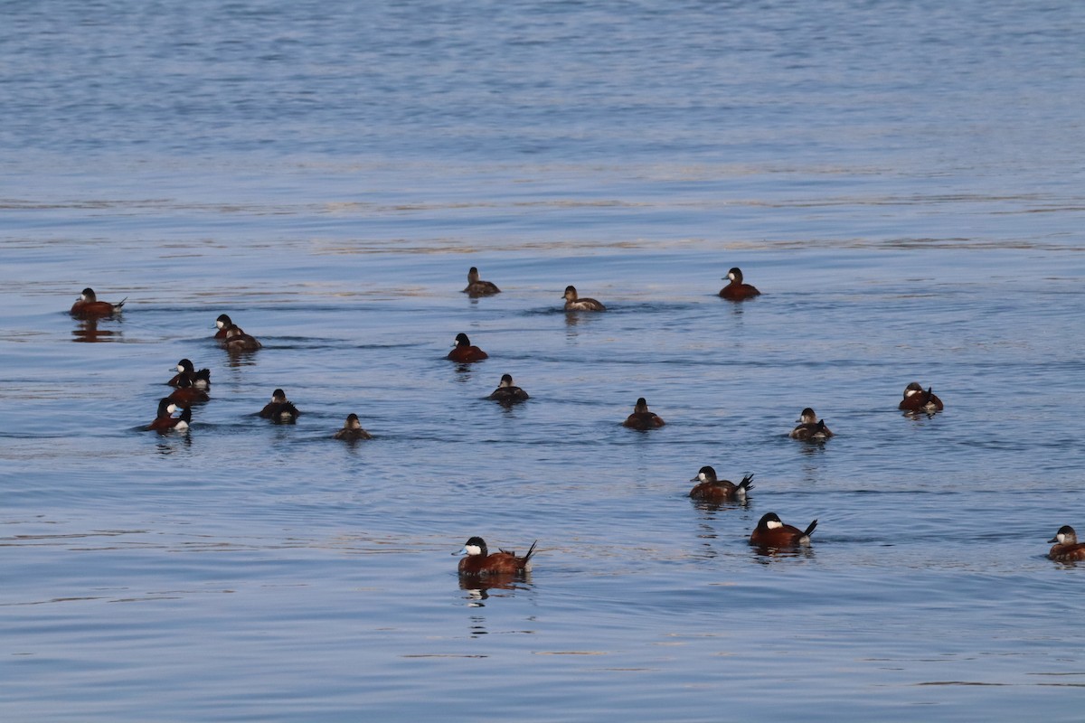 Ruddy Duck - ML640582099