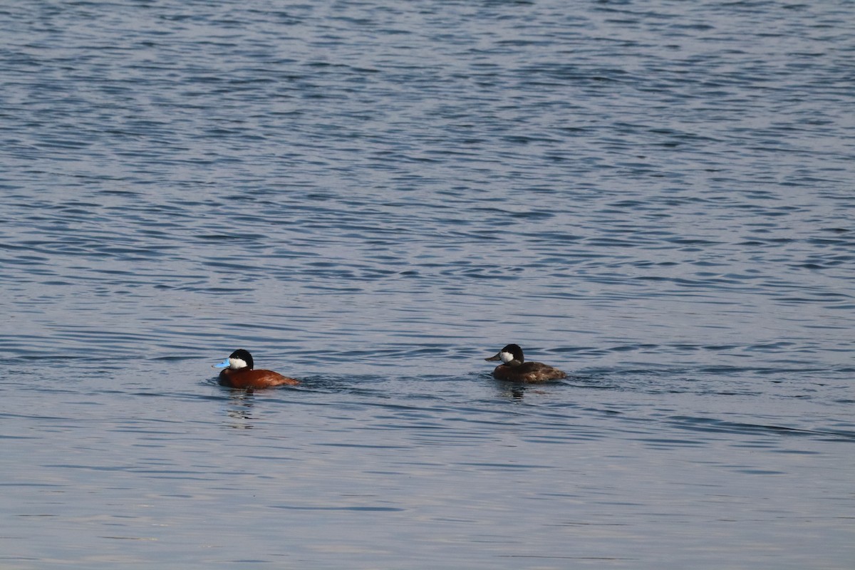 Ruddy Duck - ML640582100
