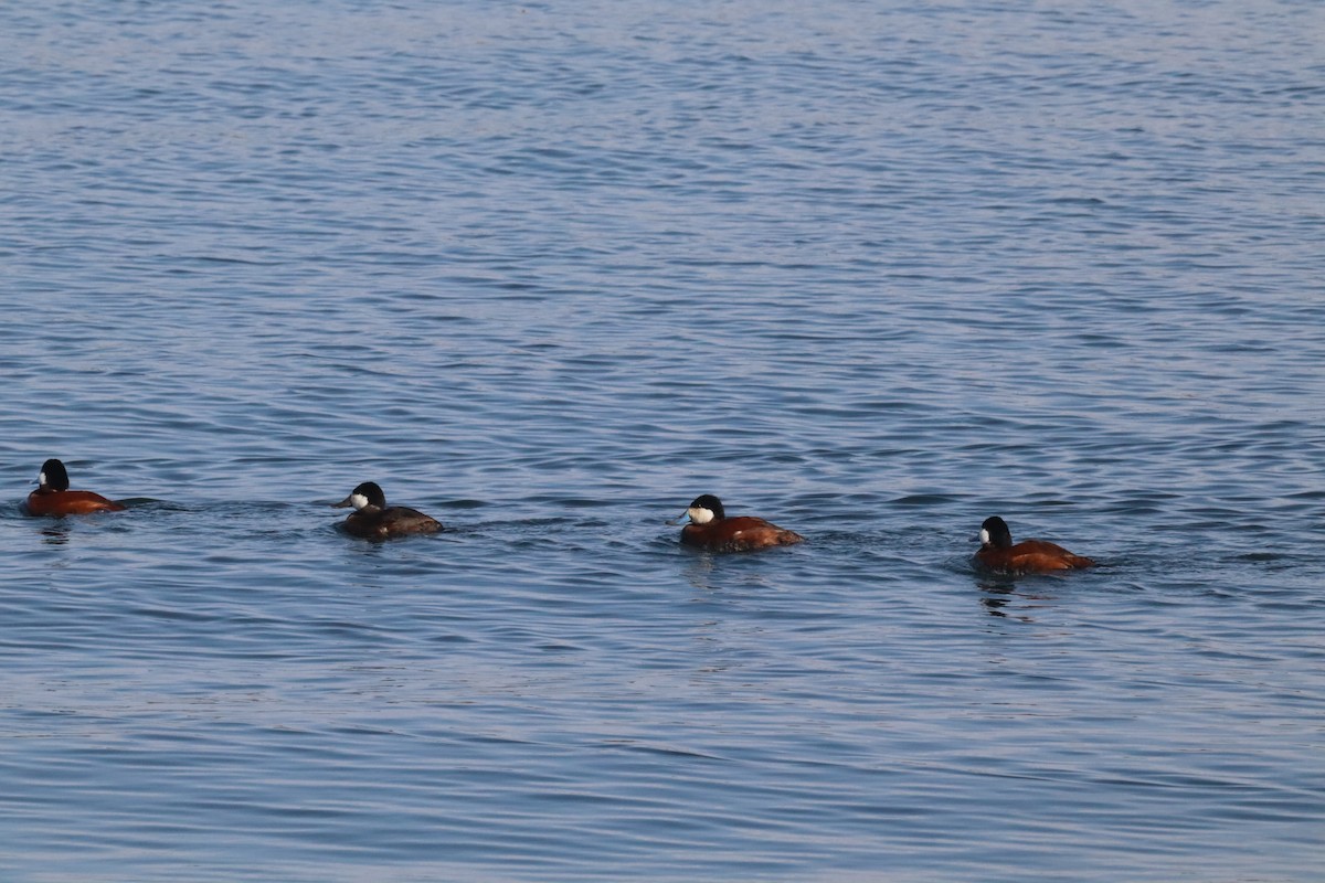 Ruddy Duck - ML640582103