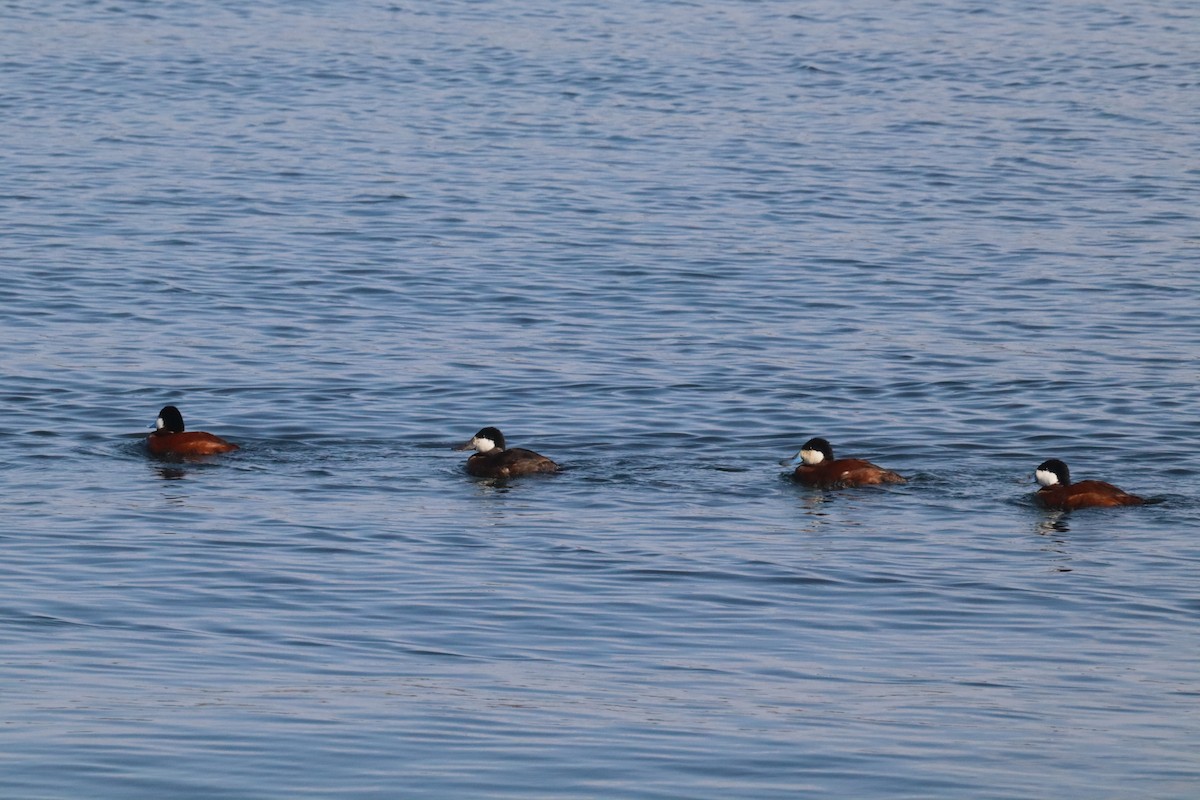 Ruddy Duck - ML640582105