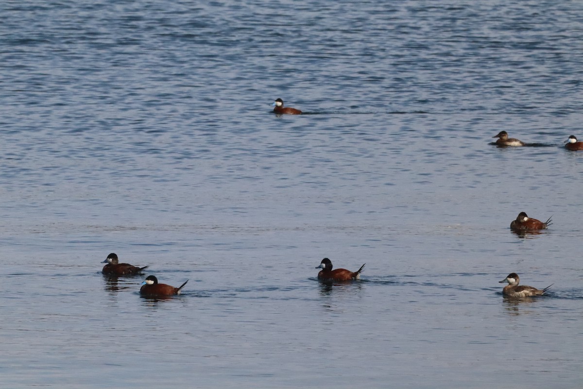 Ruddy Duck - ML640582107